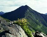 岩にへばりついて咲いているミヤマダイコンソウを見つけて北岳を背景に撮影(クリックで拡大。矢印キーで次の写真を表示できます。)