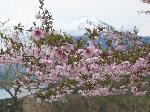 クリックすると拡大表示