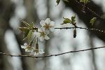 クリックすると拡大表示