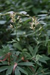 秦野市(クリックで拡大。矢印キーで次の写真を表示できます。)