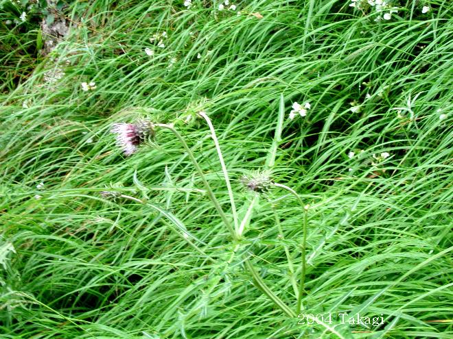 マウスホイールで拡大