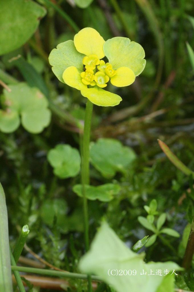 マウスホイールで拡大