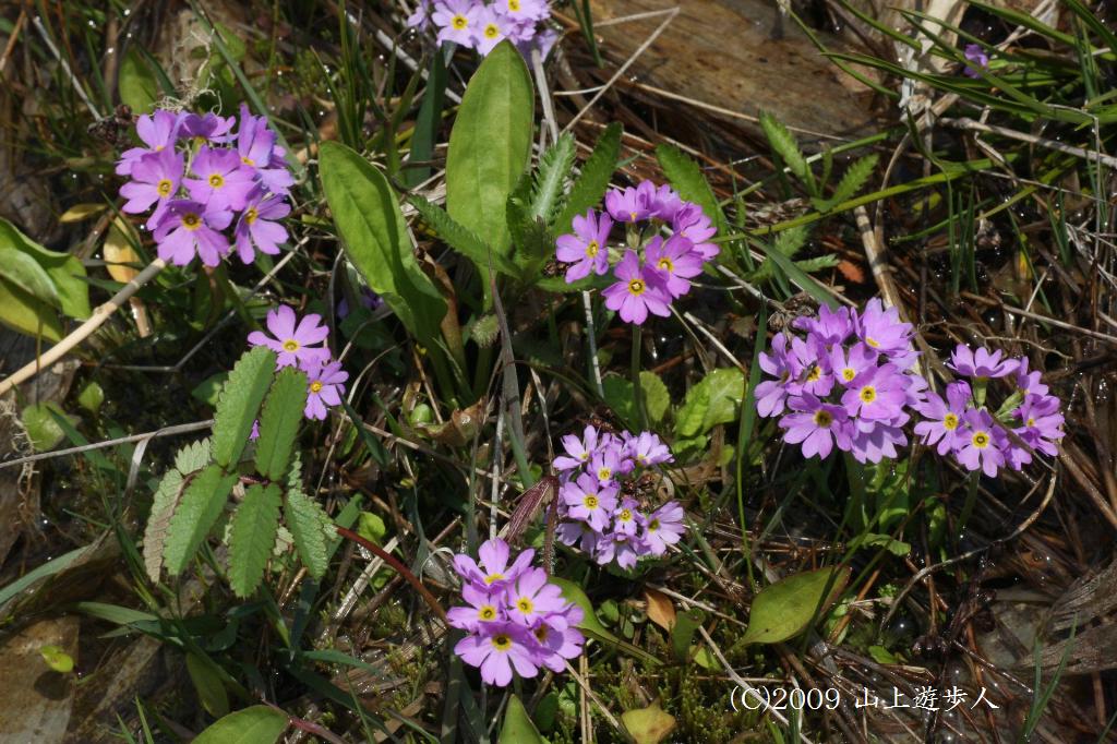 マウスホイールで拡大