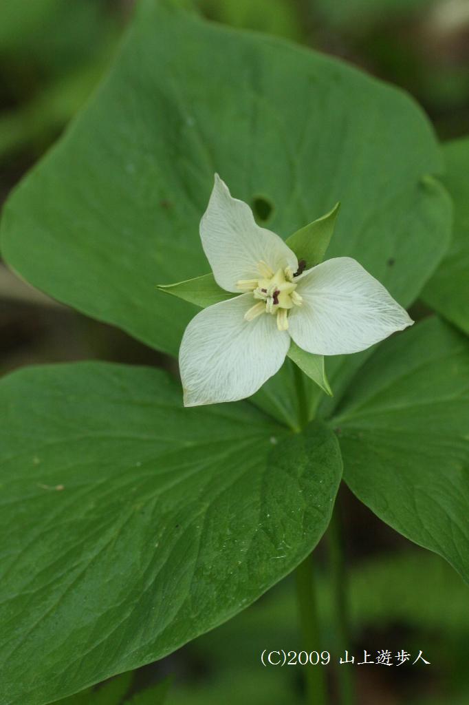 マウスホイールで拡大