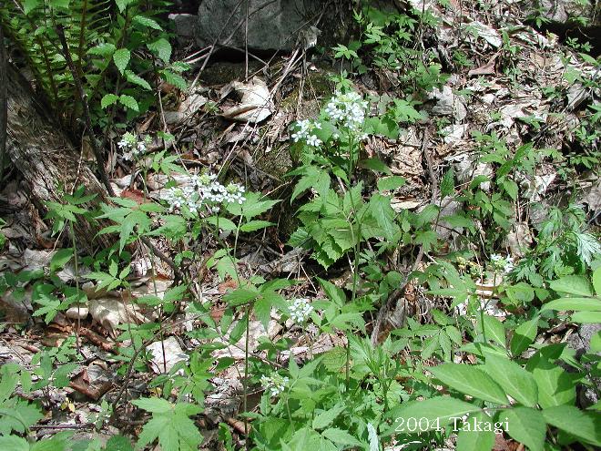 マウスホイールで拡大