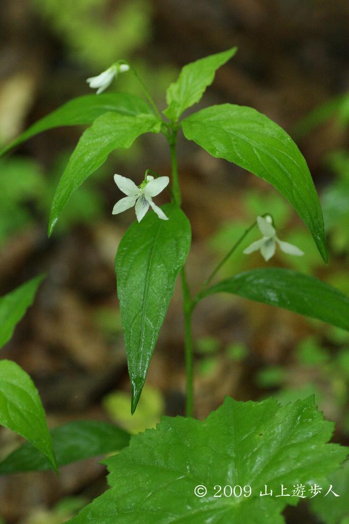 高山植物と山野草、似たもの比較