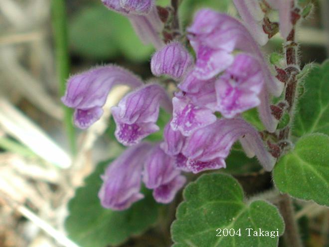 マウスホイールで拡大