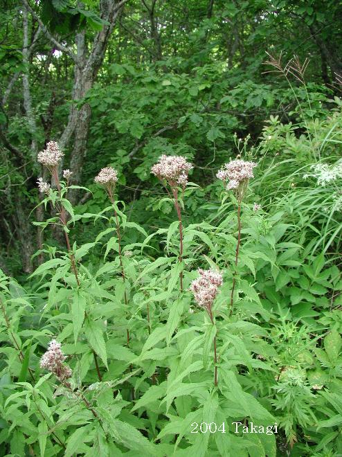 マウスホイールで拡大