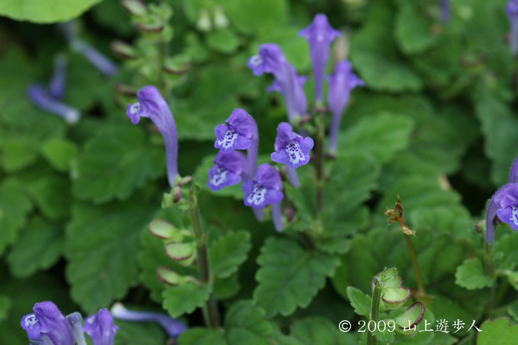 マウスホイールで拡大