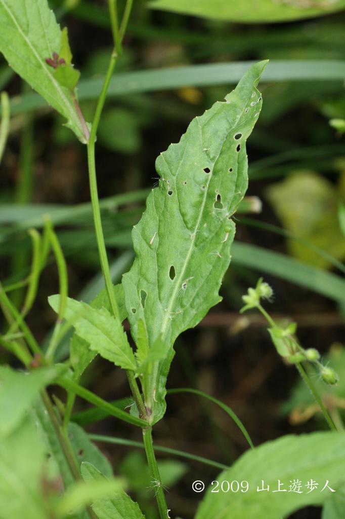 マウスホイールで拡大