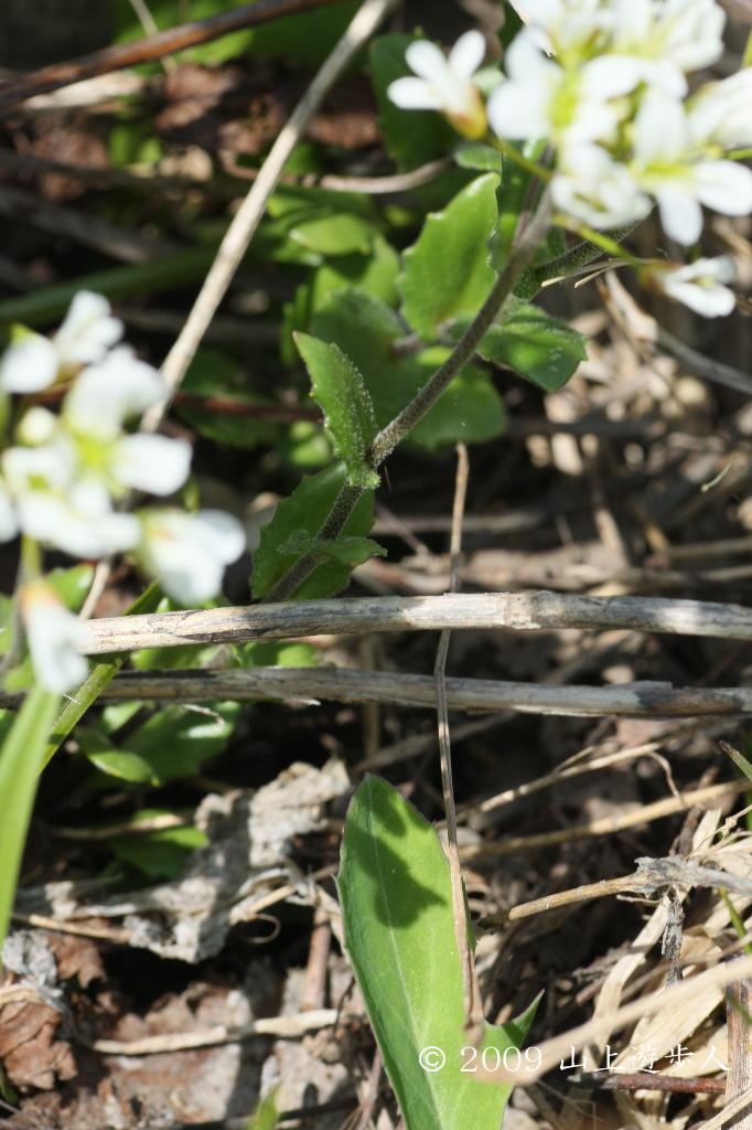 マウスホイールで拡大