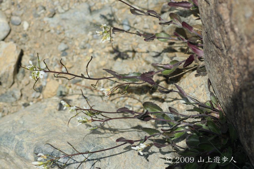 マウスホイールで拡大