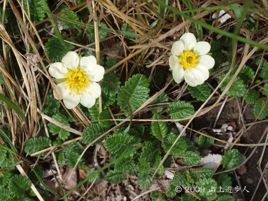 C40 チョウノスケソウ C40 チョウノスケソウ チョウノスケソウ, Dryas octopetala var
