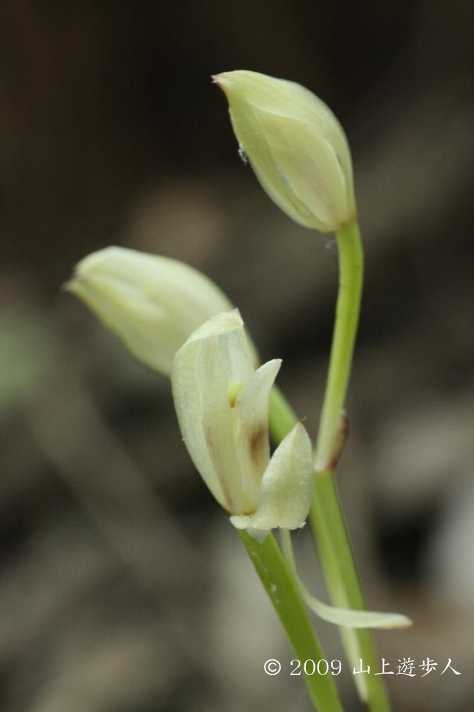 マウスホイールで拡大