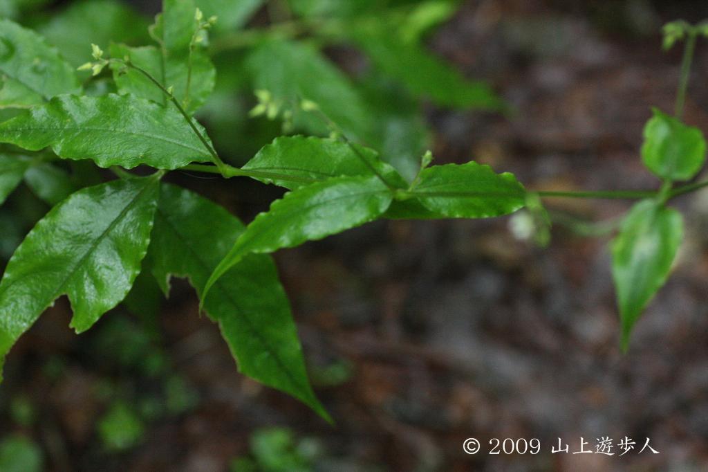 マウスホイールで拡大