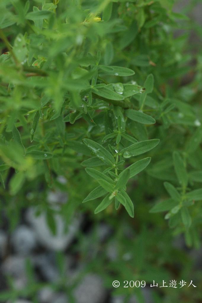 マウスホイールで拡大