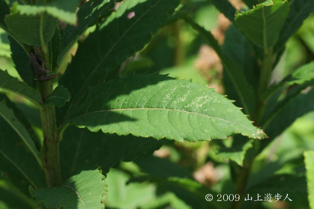 マウスホイールで拡大