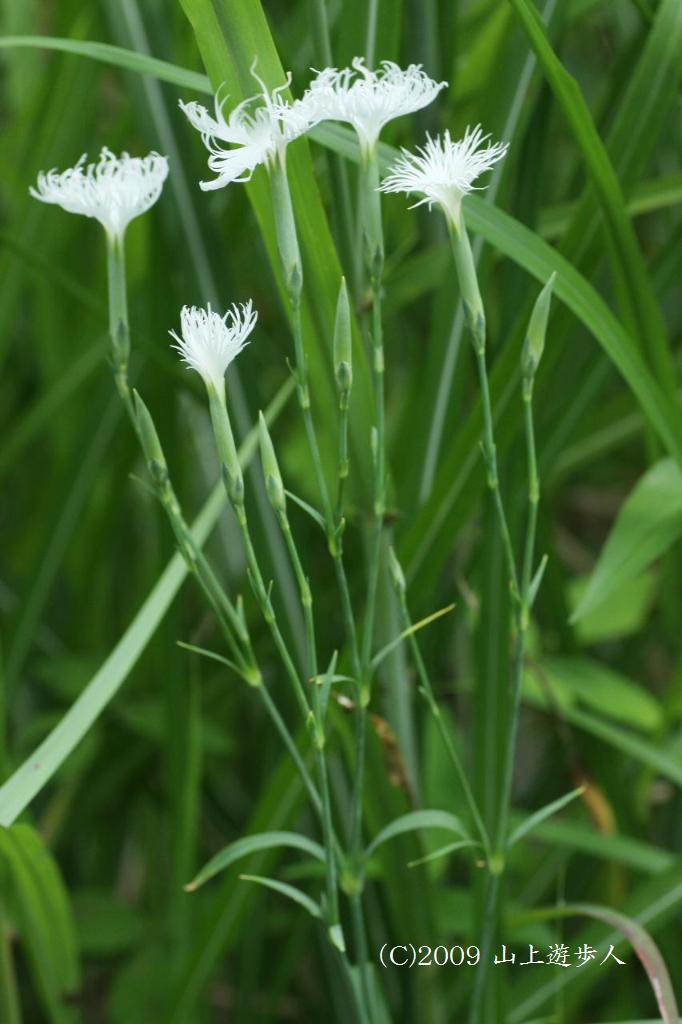 マウスホイールで拡大