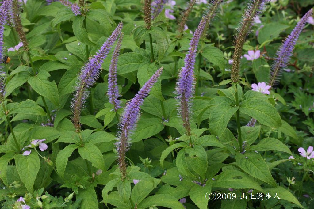 マウスホイールで拡大