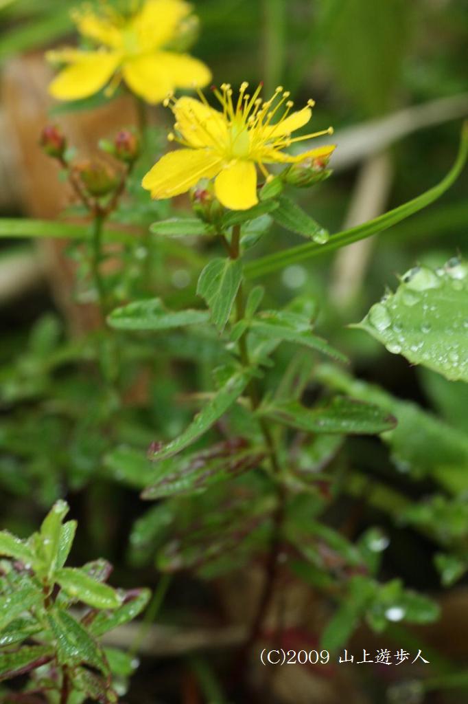 マウスホイールで拡大