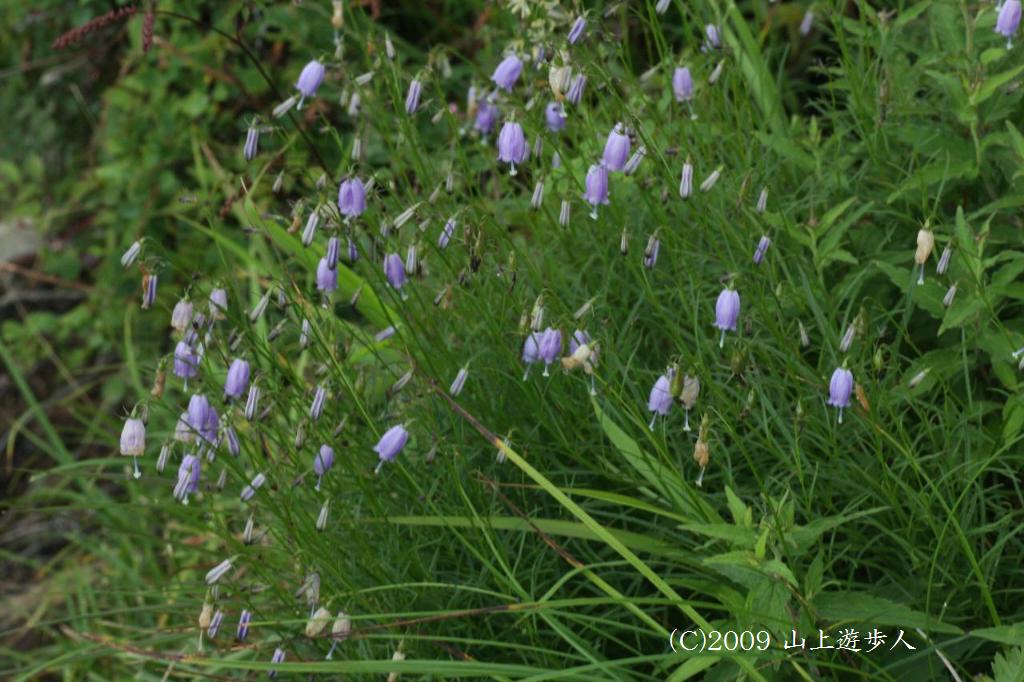 マウスホイールで拡大