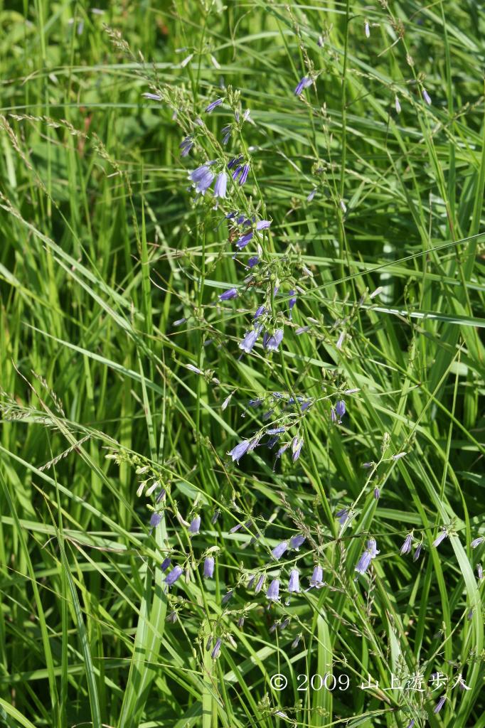 マウスホイールで拡大