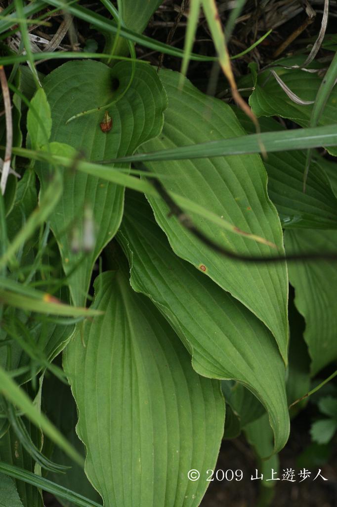 マウスホイールで拡大