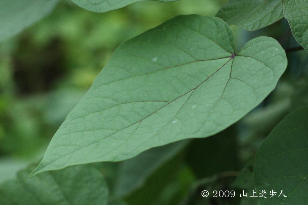 マウスホイールで拡大