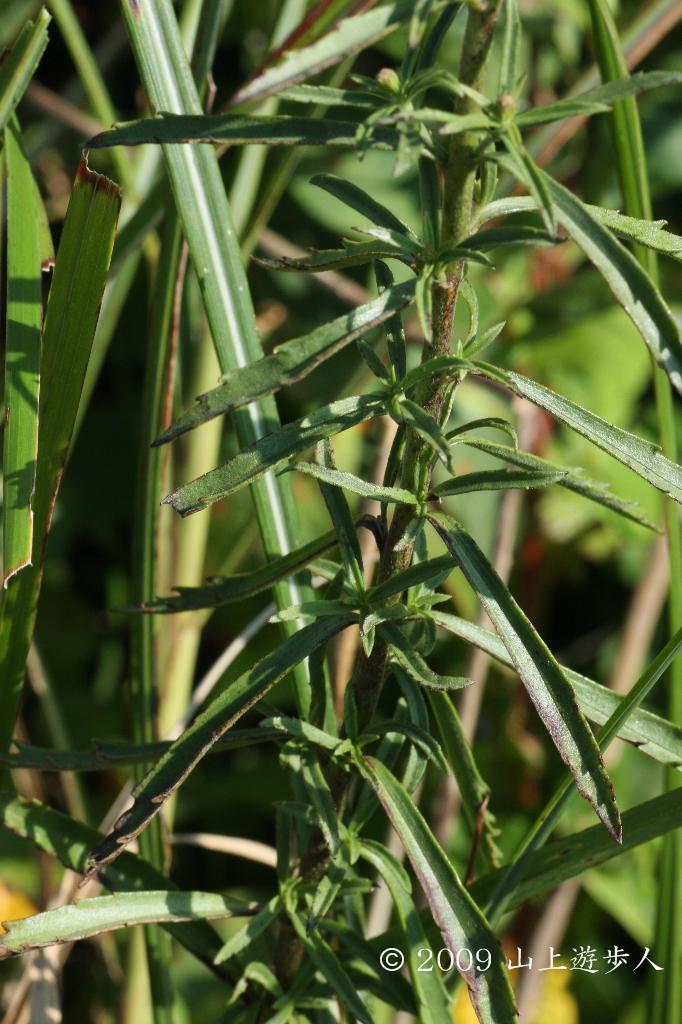 マウスホイールで拡大