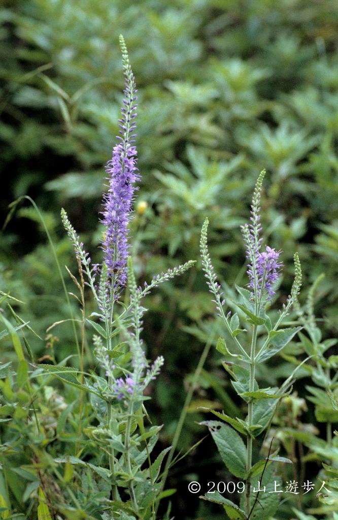 マウスホイールで拡大