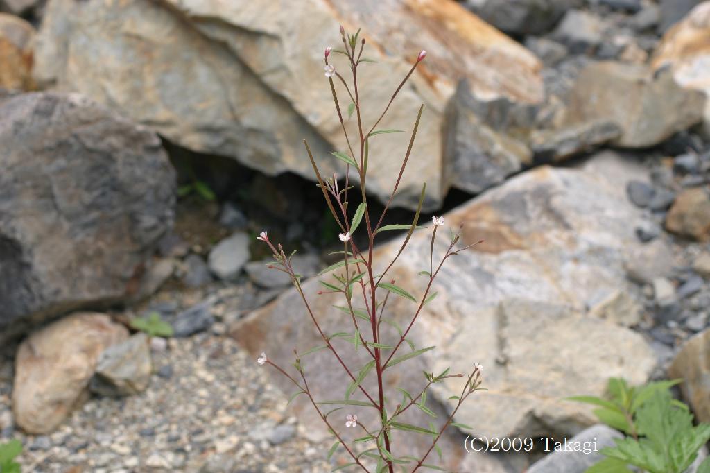 マウスホイールで拡大