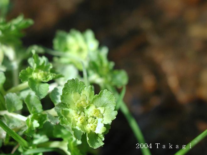 マウスホイールで拡大