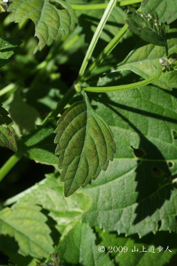 マウスホイールで拡大