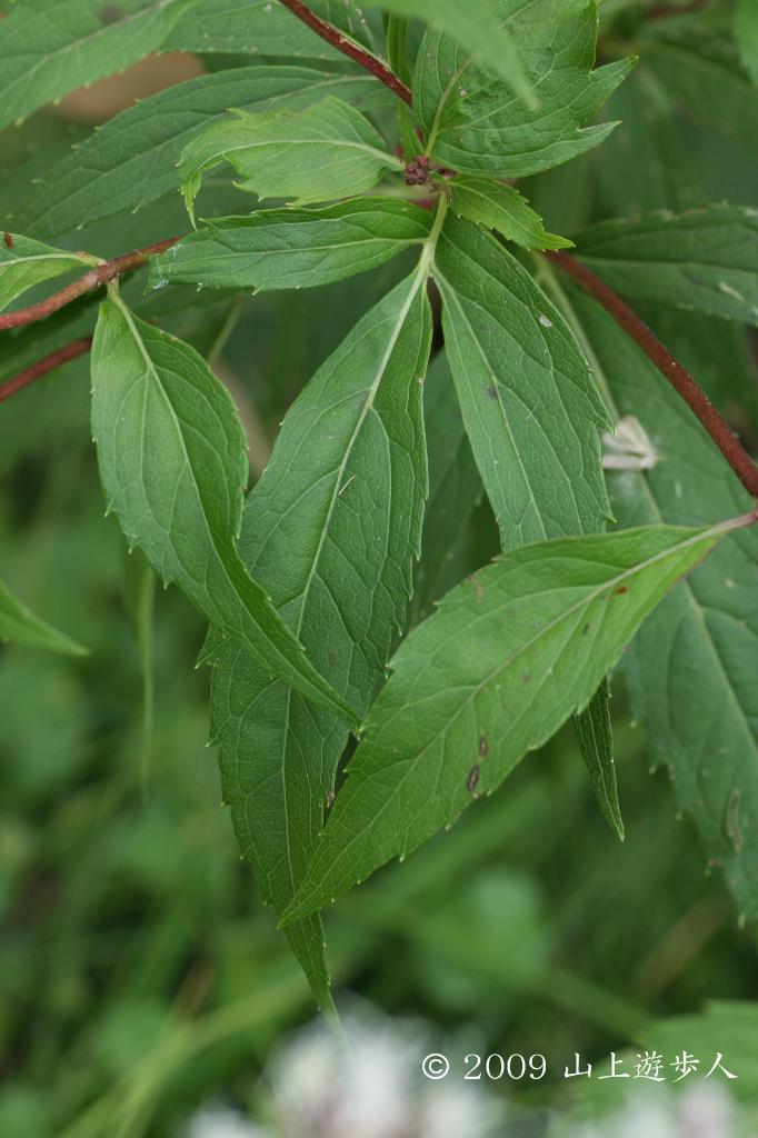 マウスホイールで拡大