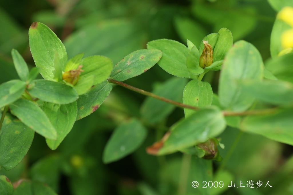 マウスホイールで拡大