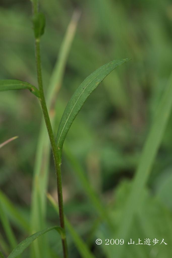 マウスホイールで拡大