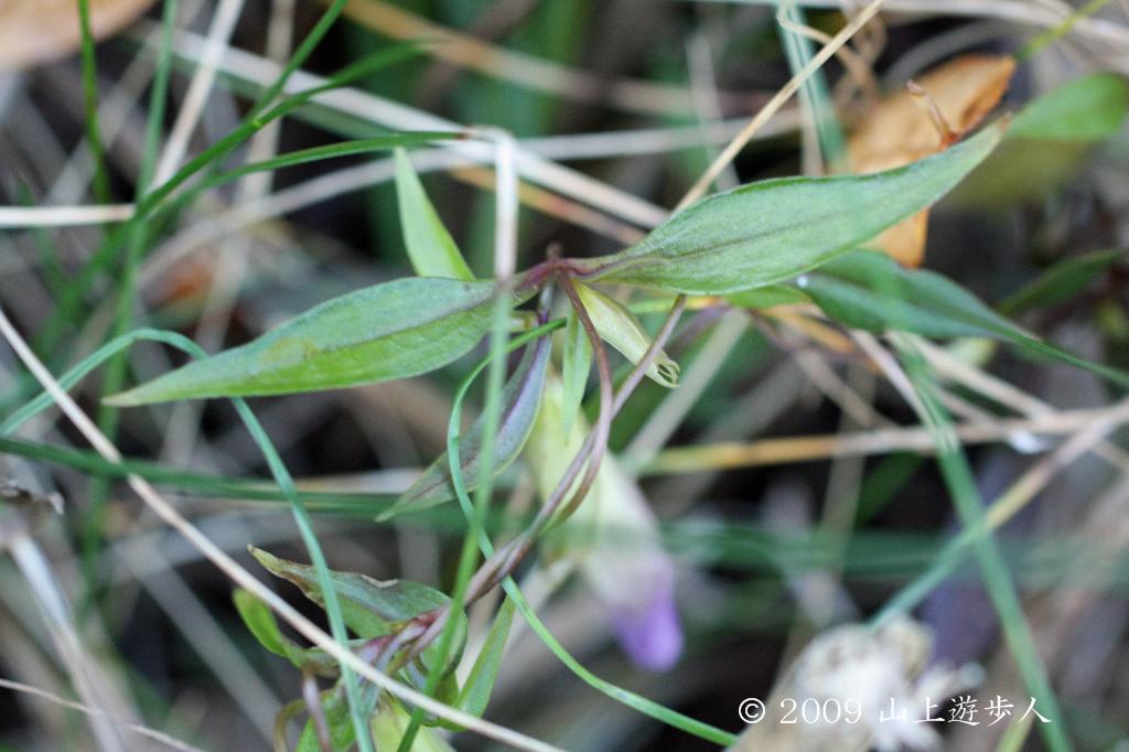 マウスホイールで拡大