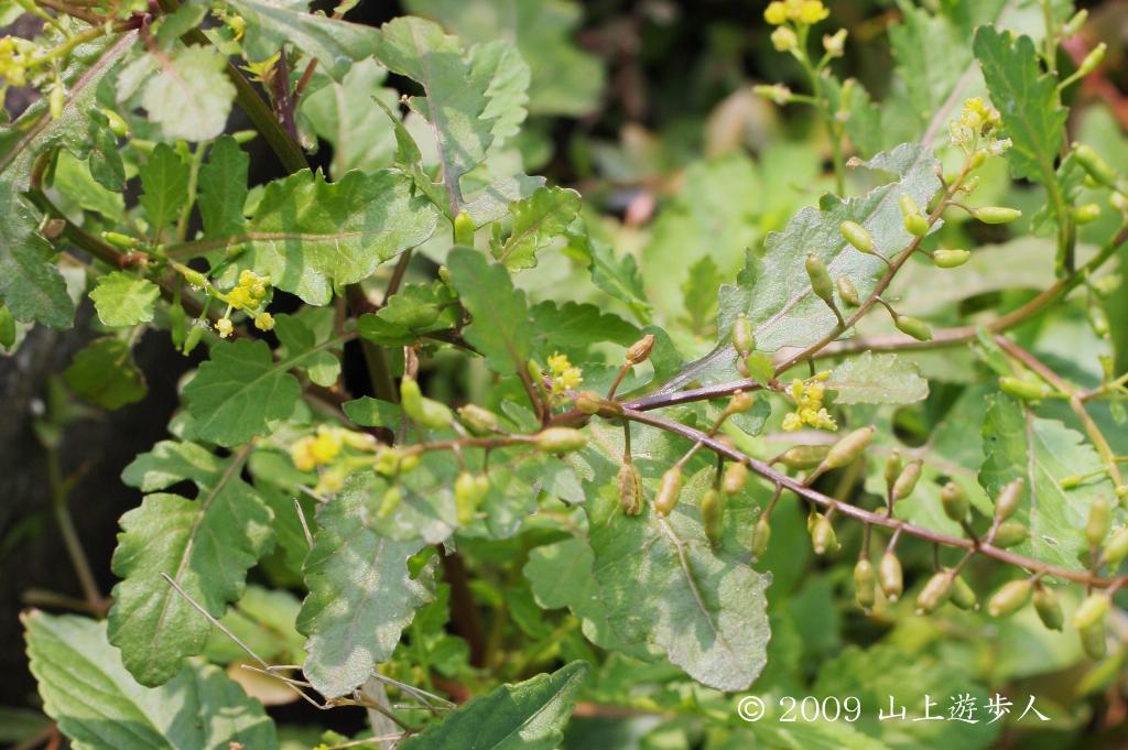 マウスホイールで拡大