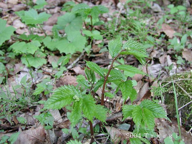 マウスホイールで拡大