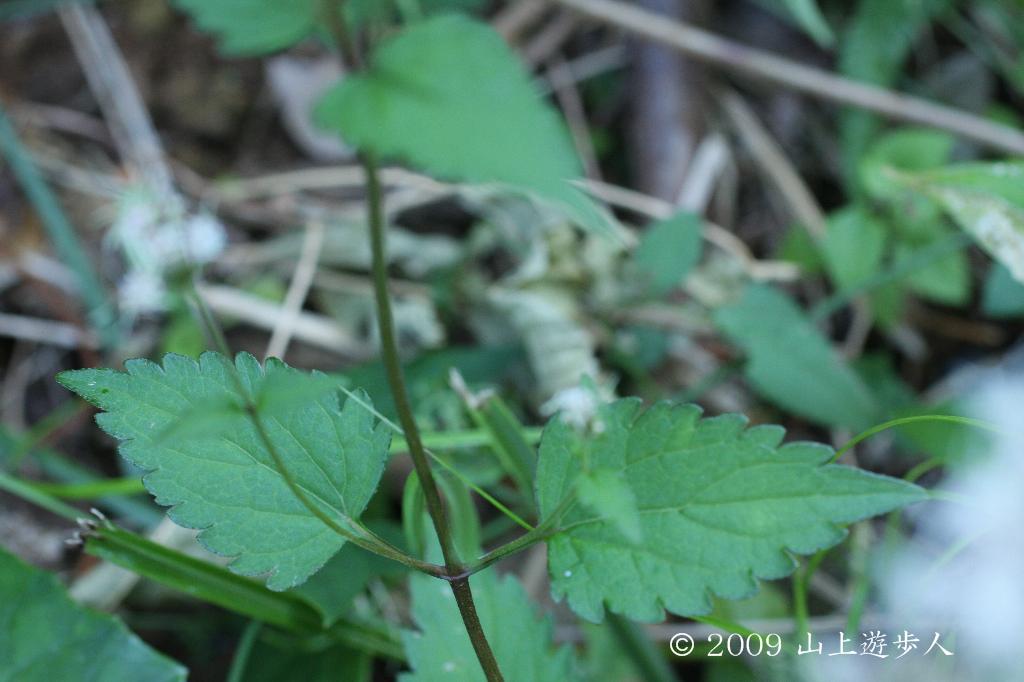 マウスホイールで拡大