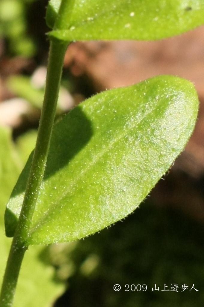 マウスホイールで拡大