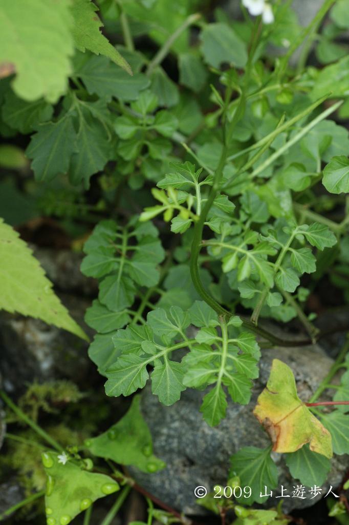 マウスホイールで拡大