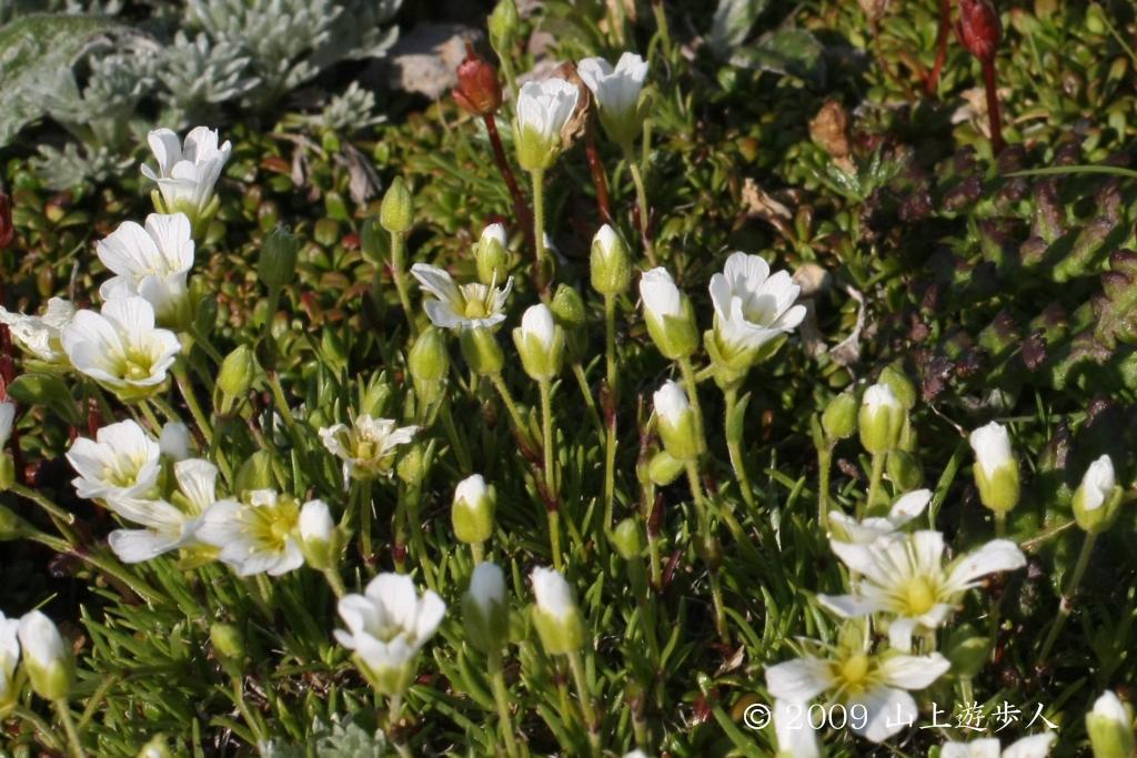 マウスホイールで拡大