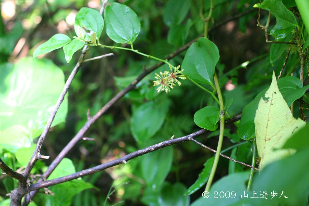 マウスホイールで拡大