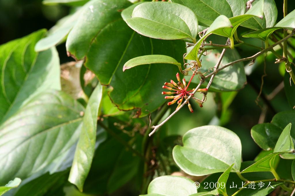 マウスホイールで拡大