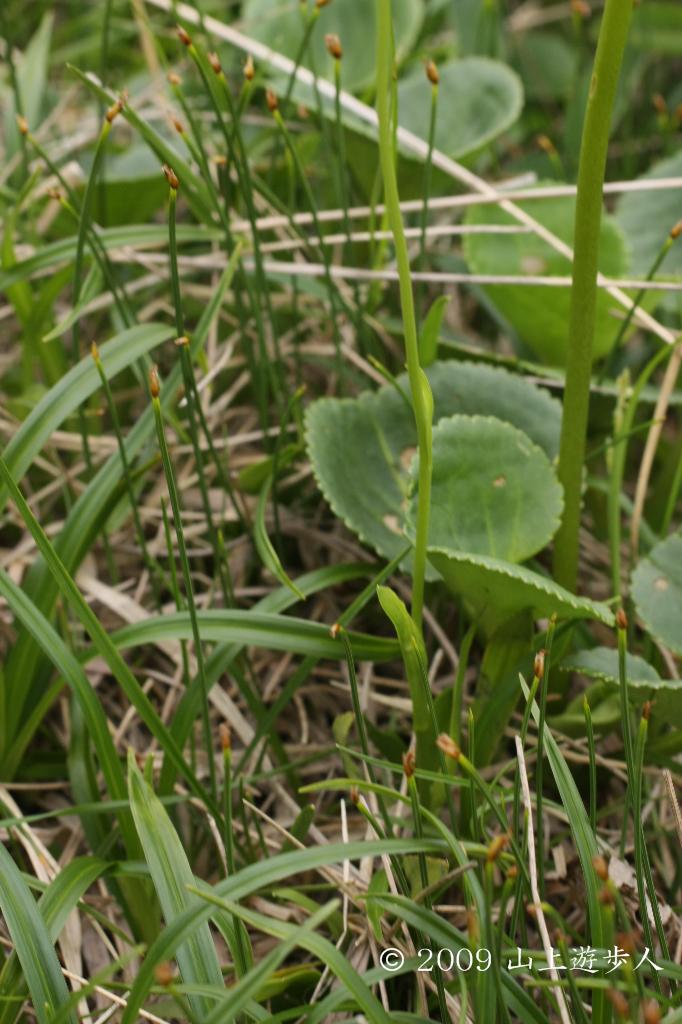 マウスホイールで拡大