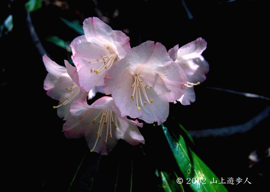 マウスホイールで拡大