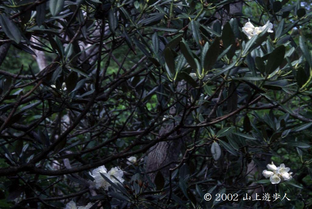 マウスホイールで拡大