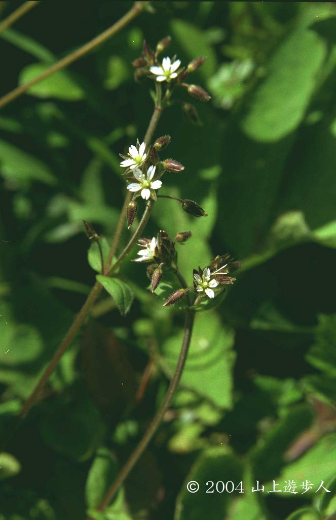 マウスホイールで拡大