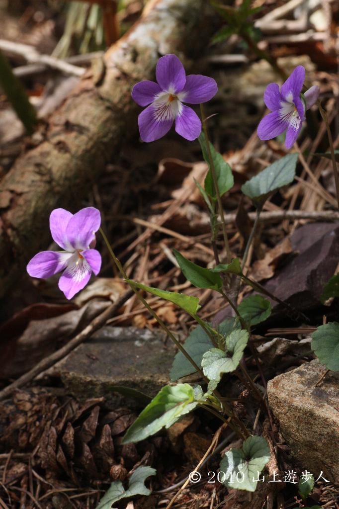 マウスホイールで拡大